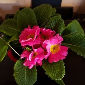 Meet your Posher, Adrienne